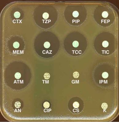 MUELLER HINTON II AGAR, dehydrated, 500g [BD-211438]
