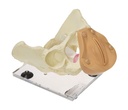 (Pelvis Uterine Trainer 1302-10) VAGINA 1489