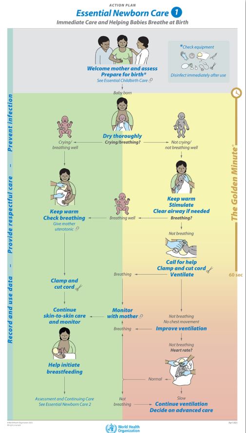 ESSENTIAL NEWBORN CARE 1 Action Plan Poster English