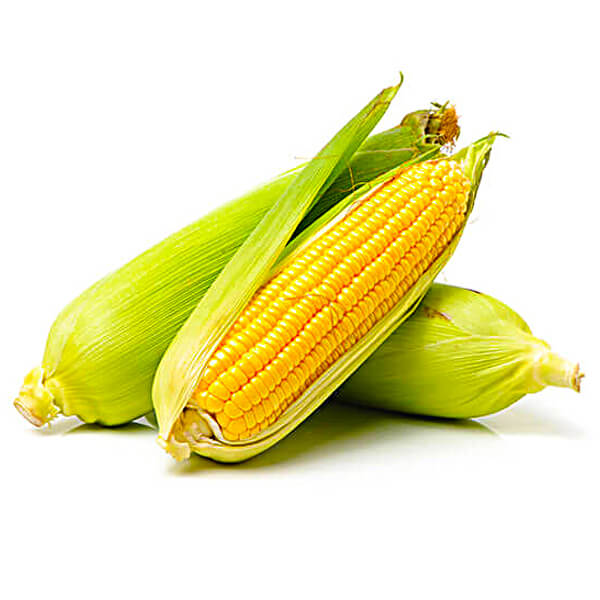 MAIZE CORN fresh, per kg